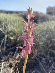Anacamptis sancta