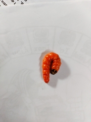 Cossidae