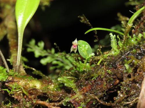 Lepanthes strumosa