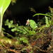 Lepanthes strumosa - Photo (c) Sebas Arango, algunos derechos reservados (CC BY-NC), subido por Sebas Arango