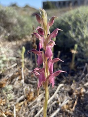 Anacamptis sancta