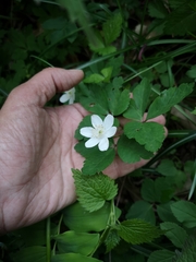 Anemonoides × pittonii