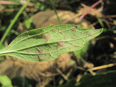 Peronospora