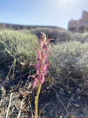 Anacamptis sancta