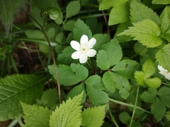 Anemonoides × pittonii