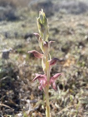 Anacamptis sancta