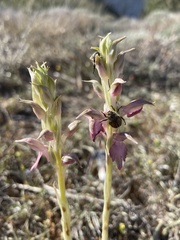Anacamptis sancta