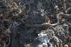 Hypsiglena ochrorhynchus