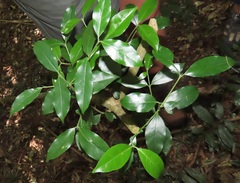 Cassinopsis tinifolia