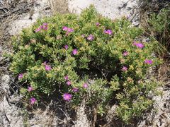 Lampranthus stipulaceus