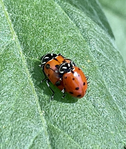 iNaturalist observation photo of Convergent Lady Beetle