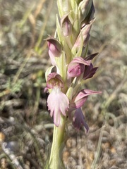 Anacamptis sancta