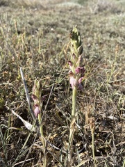 Anacamptis sancta