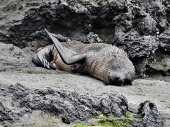 Arctocephalus galapagoensis