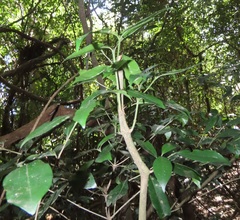Cassinopsis tinifolia