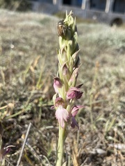 Anacamptis sancta