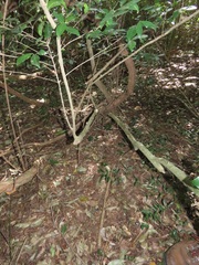 Cassinopsis tinifolia