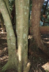 Cassinopsis tinifolia