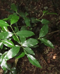 Cassinopsis tinifolia