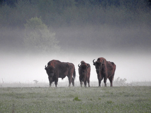 European Bison