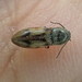 Propelling Click Beetle - Photo (c) Eric Knopf, some rights reserved (CC BY-NC), uploaded by Eric Knopf