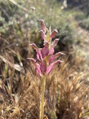 Anacamptis sancta