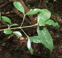 Cassinopsis tinifolia