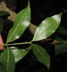 Cassinopsis tinifolia