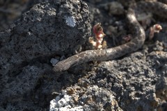 Hypsiglena ochrorhynchus