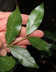 Cassinopsis tinifolia