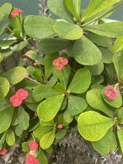 Euphorbia