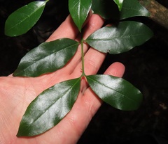 Cassinopsis tinifolia