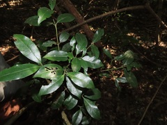 Cassinopsis tinifolia