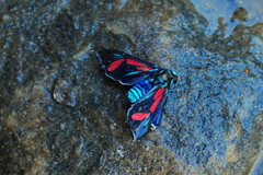 Cyanopepla pretiosa