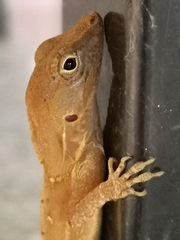 Anolis