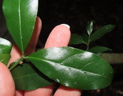 Cassinopsis tinifolia