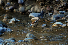 Cinclodes albiventris