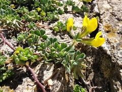 Lotus cytisoides