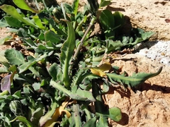 Reichardia picroides