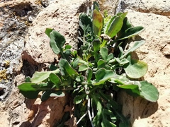 Reichardia picroides