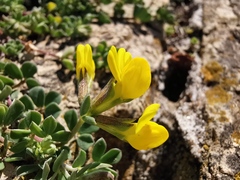 Lotus cytisoides