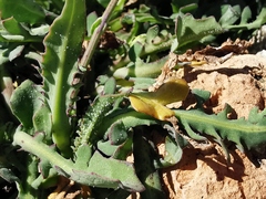 Reichardia picroides