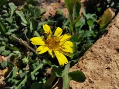 Reichardia picroides