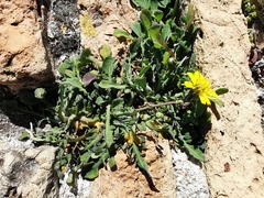 Reichardia picroides