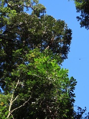 Cussonia sphaerocephala