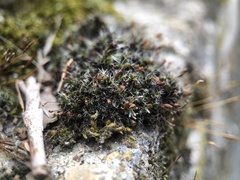 Grimmia pulvinata