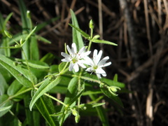Pseudostellaria