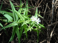 Pseudostellaria