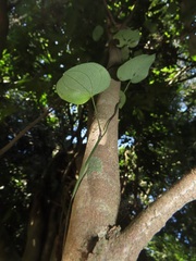 Dioscorea cotinifolia