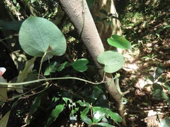 Dioscorea cotinifolia